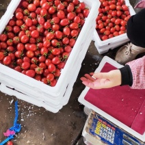 山东千禧圣女果一件代发大量现货产地直供质量保证可