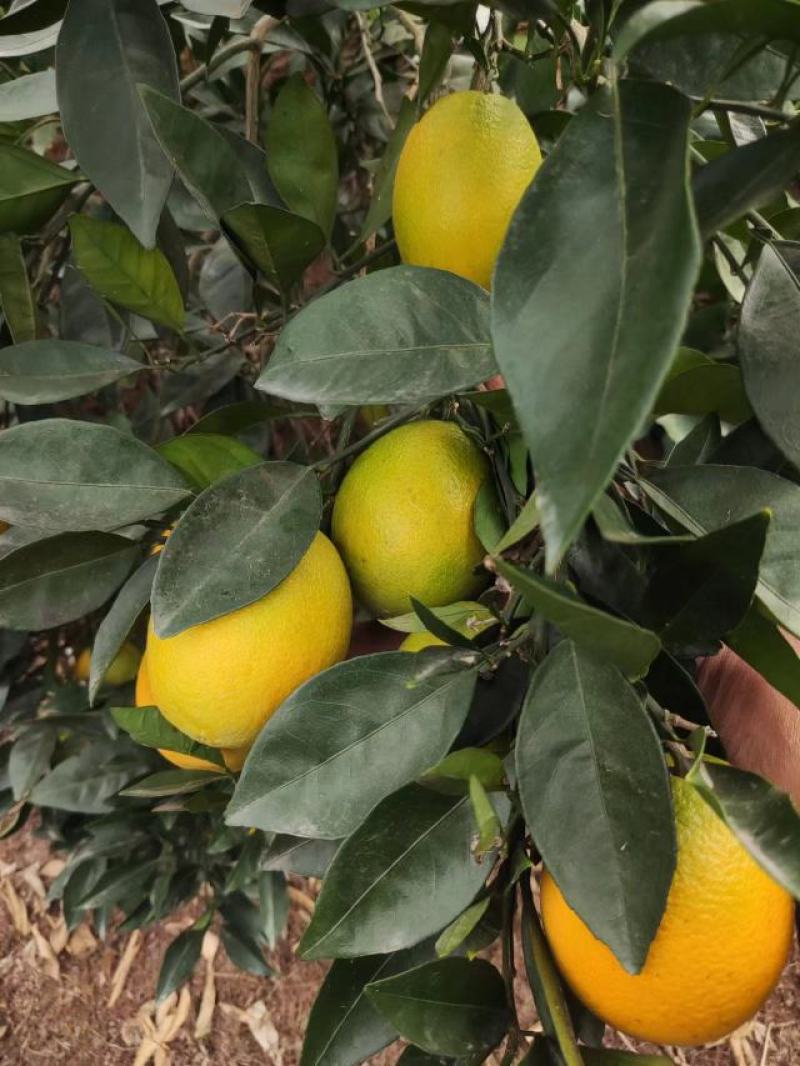 【畅销脐橙】湖南纽荷尔脐橙加密品质有保证。产地直发