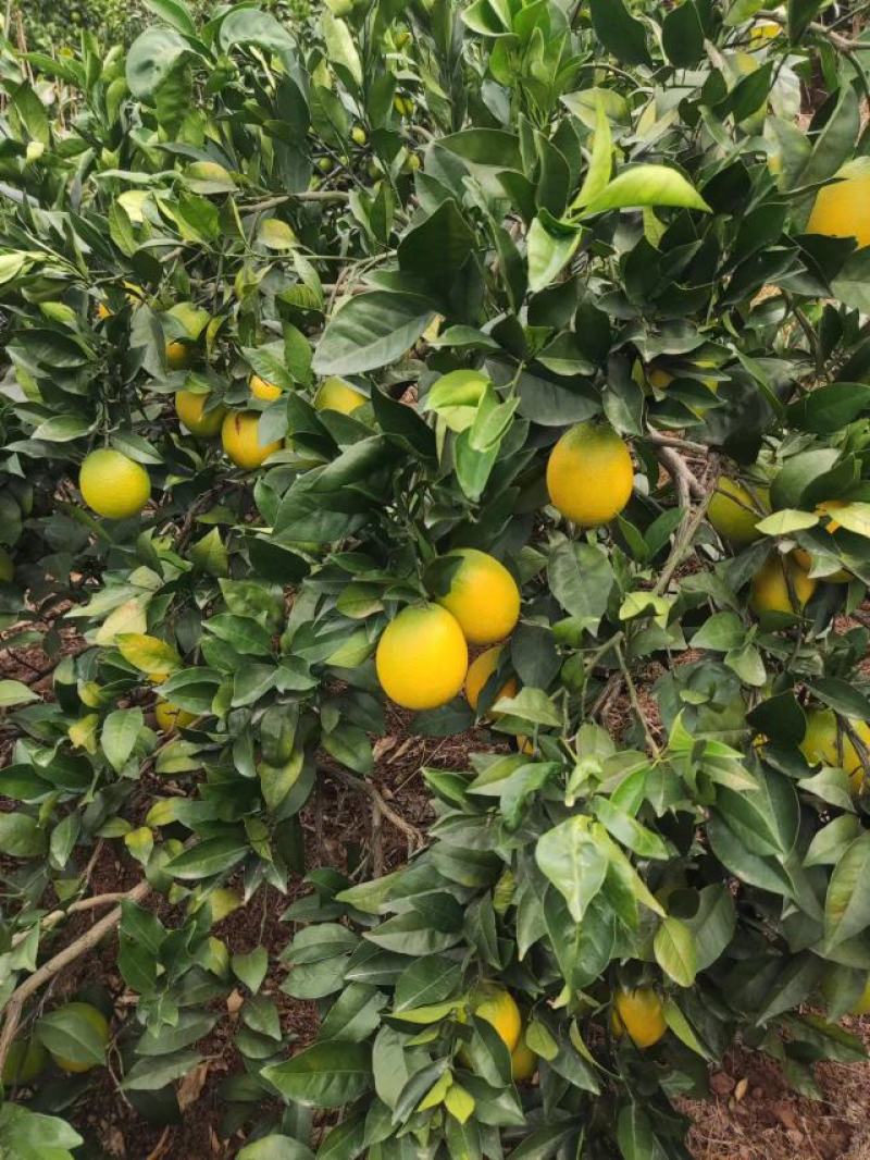 【畅销脐橙】湖南纽荷尔脐橙加密品质有保证。产地直发