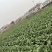 北京新三，麻叶青，大白菜