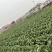 北京新三，麻叶青，大白菜