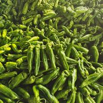 牛角椒，薄皮大青椒，个大，辣椒主产地，持续供应