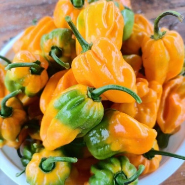 灯笼椒