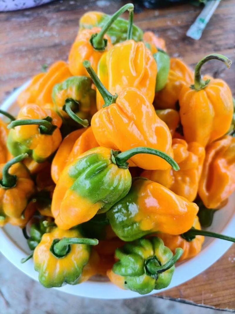 灯笼椒