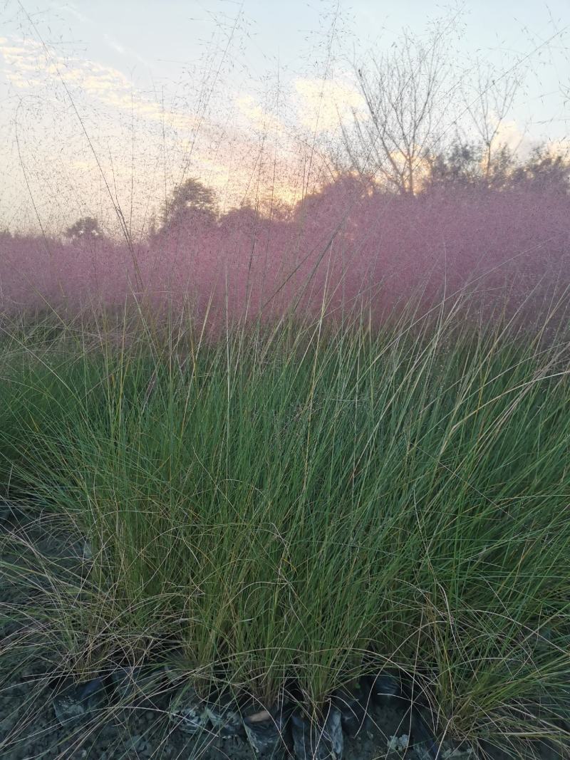 粉黛乱子草杯苗供应基地，15杯，优质观赏草，基地货源