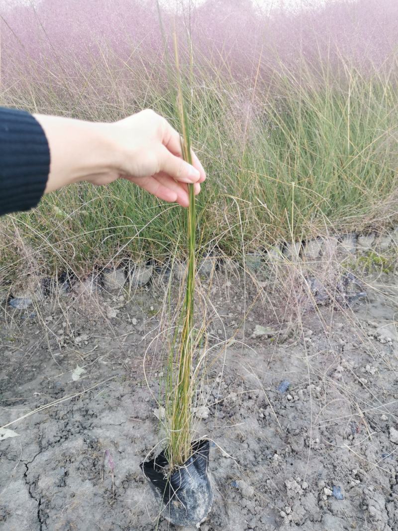 粉黛乱子草杯苗供应基地，15杯，优质观赏草，基地货源