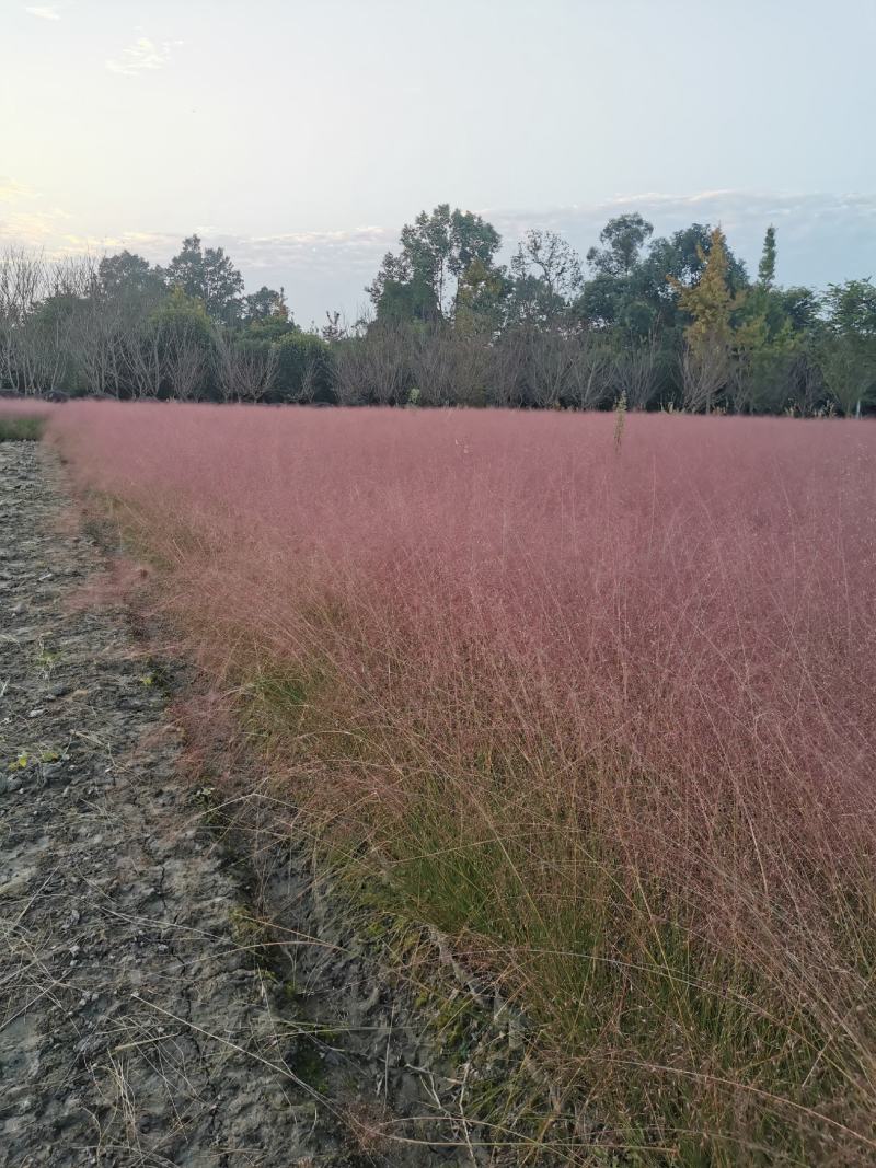 粉黛乱子草杯苗供应基地，15杯，优质观赏草，基地货源