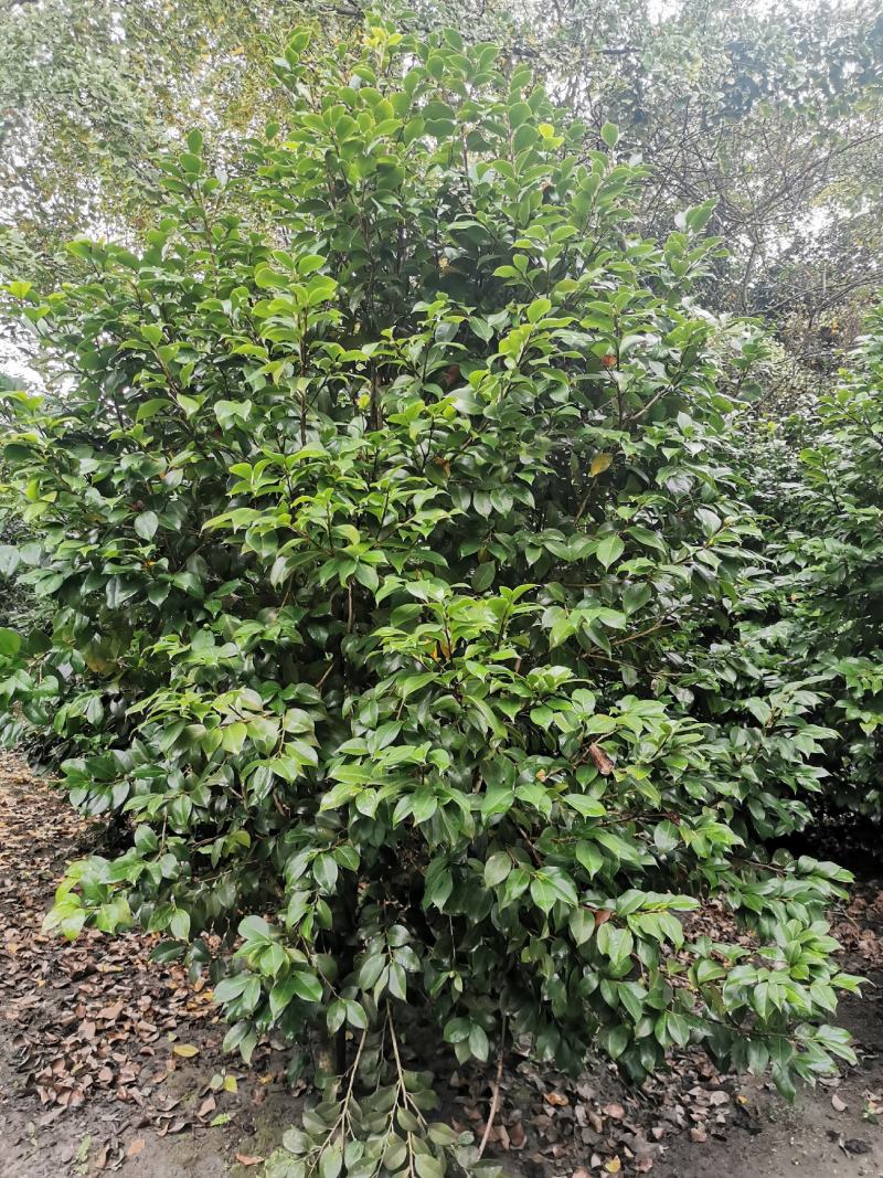茶花工程苗出售，茶花基地，茶花球，高杆茶花，地苗茶花