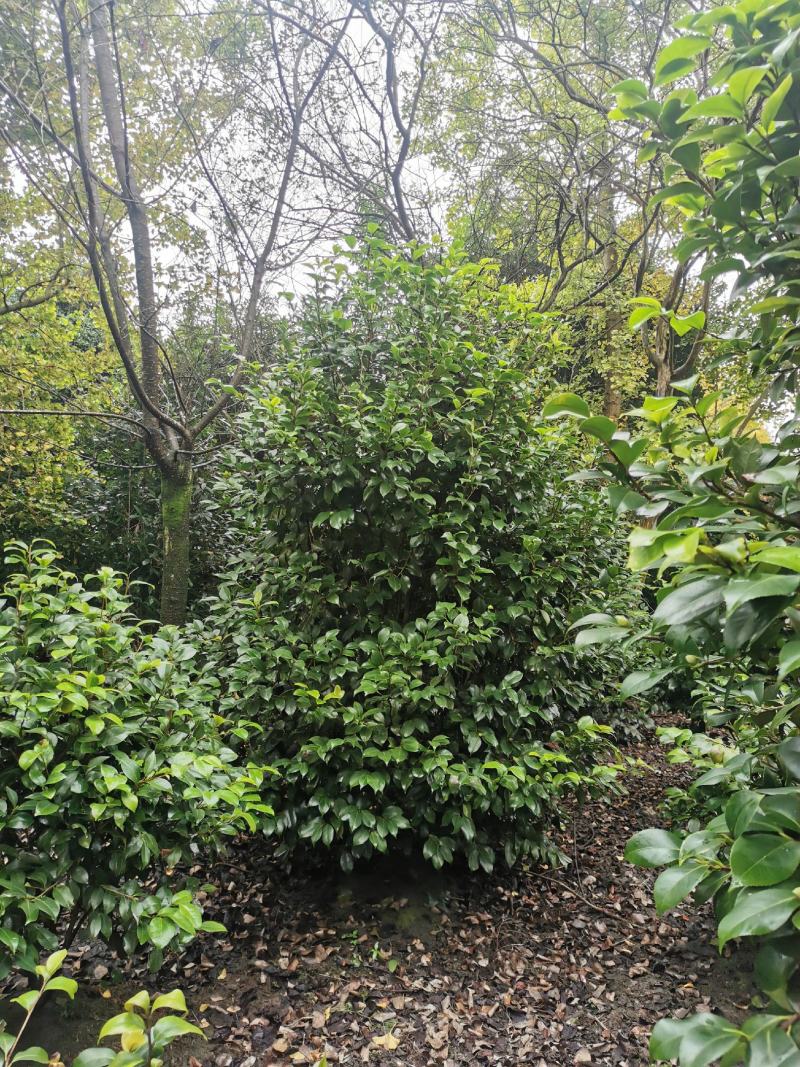 茶花工程苗出售，茶花基地，茶花球，高杆茶花，地苗茶花