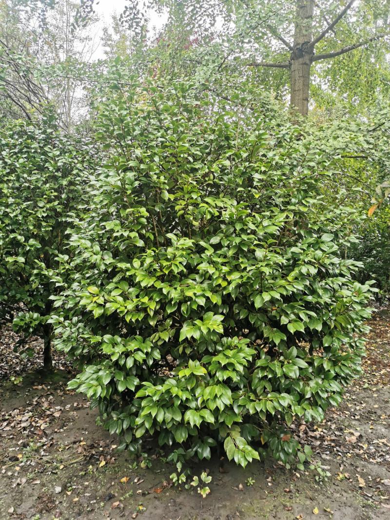 茶花工程苗出售，茶花基地，茶花球，高杆茶花，地苗茶花