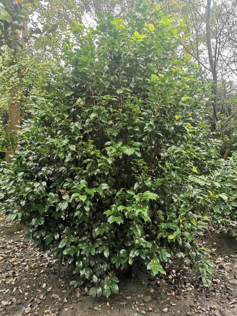 茶花工程苗出售，茶花基地，茶花球，高杆茶花，地苗茶花