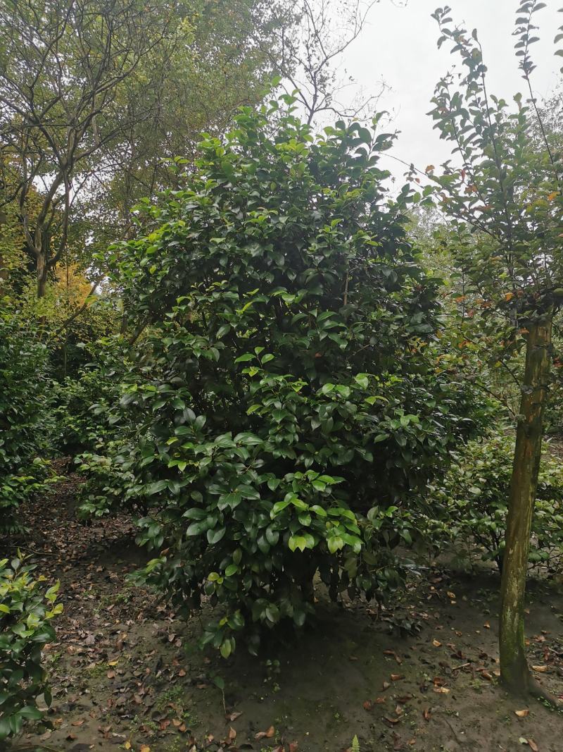 茶花工程苗出售，茶花基地，茶花球，高杆茶花，地苗茶花