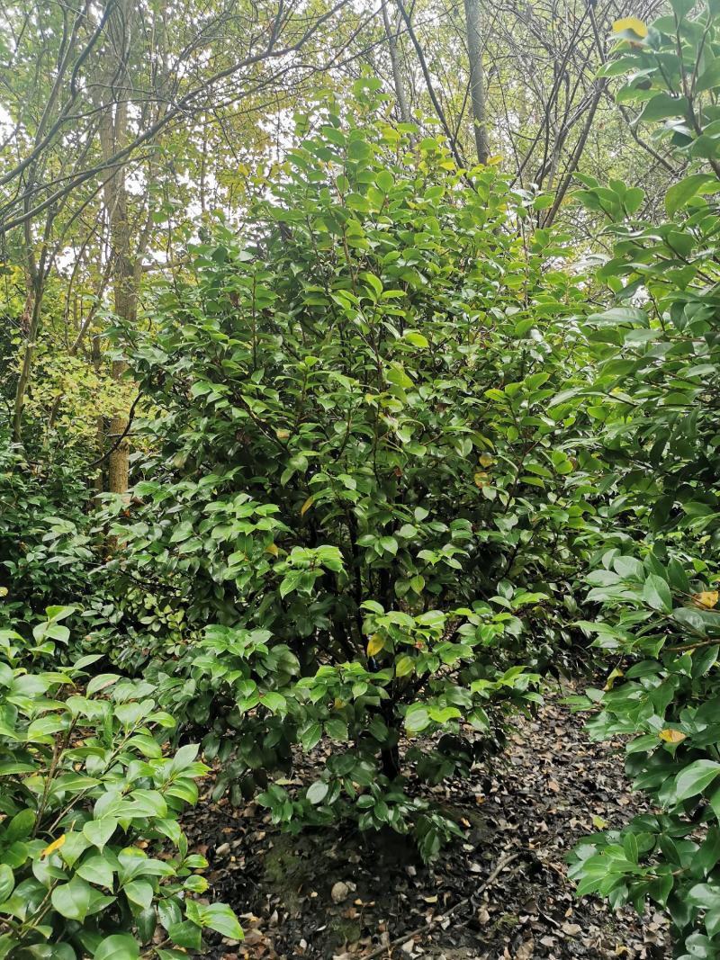 茶花工程苗出售，茶花基地，茶花球，高杆茶花，地苗茶花