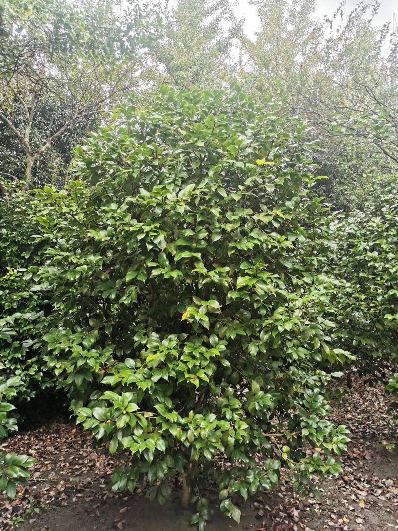 茶花工程苗出售，茶花基地，茶花球，高杆茶花，地苗茶花