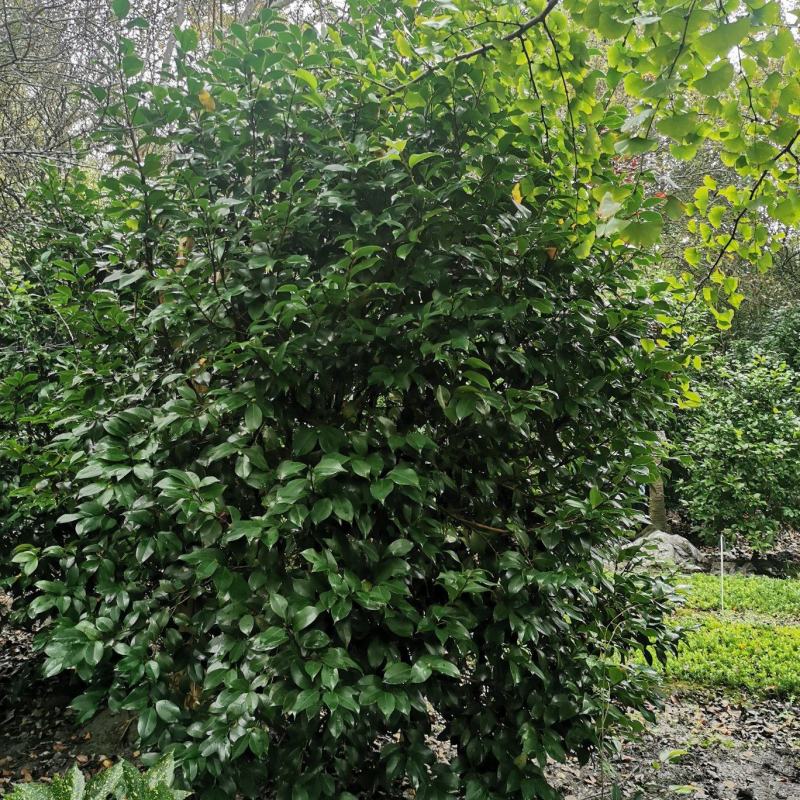 茶花工程苗出售，茶花基地，茶花球，高杆茶花，地苗茶花