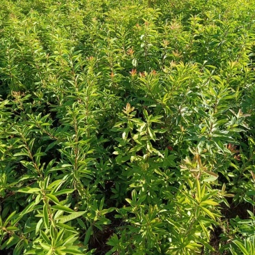 一年生两年生木荷苗江西木荷苗湖南木荷苗荷苗