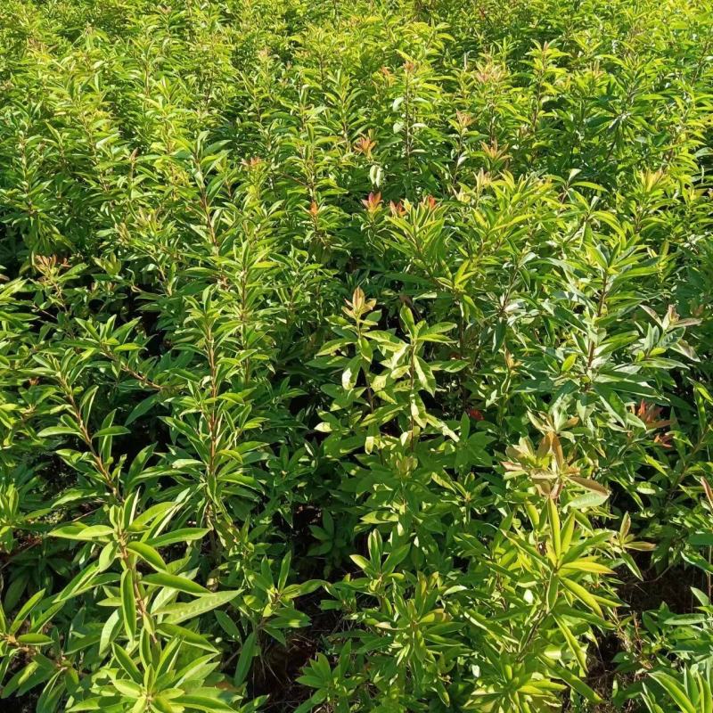 一年生两年生木荷苗江西木荷苗湖南木荷苗荷苗