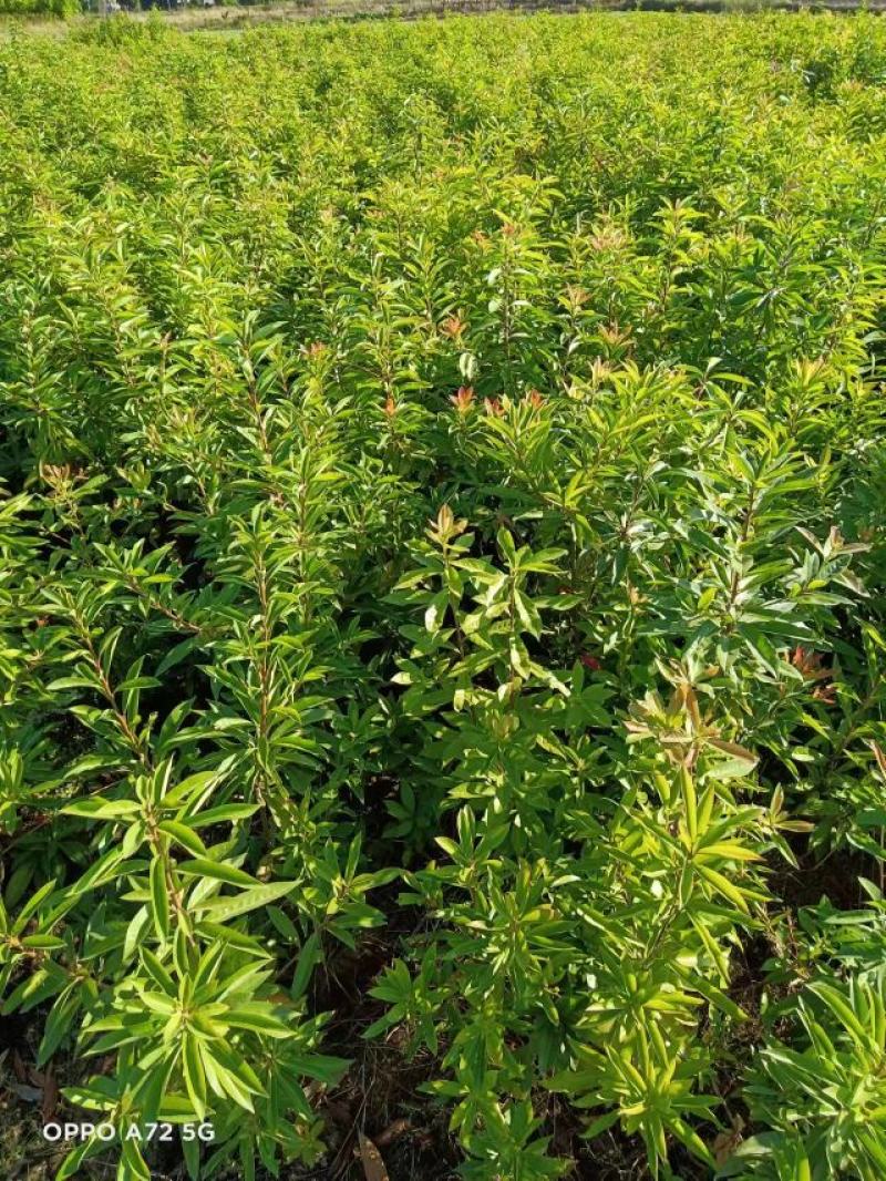 一年生两年生木荷苗江西木荷苗湖南木荷苗荷苗