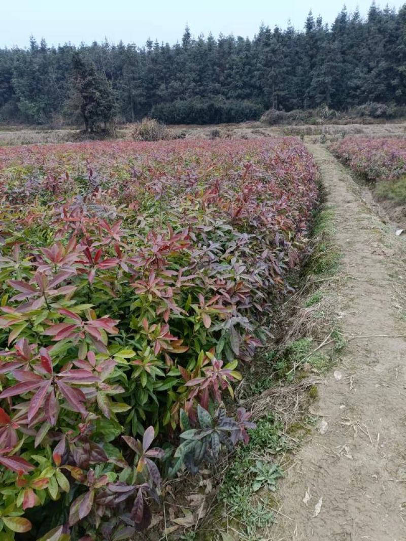 一年生两年生木荷苗江西木荷苗湖南木荷苗荷苗