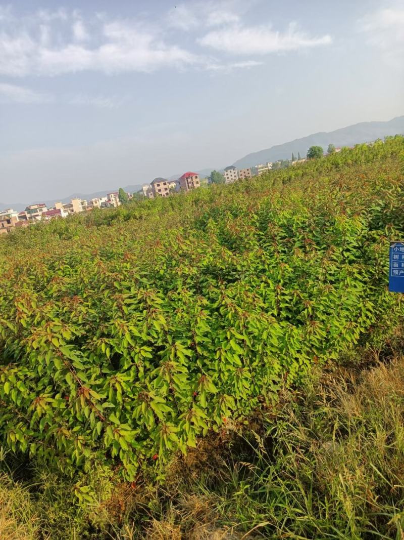 一年生两年生木荷苗江西木荷苗湖南木荷苗荷苗