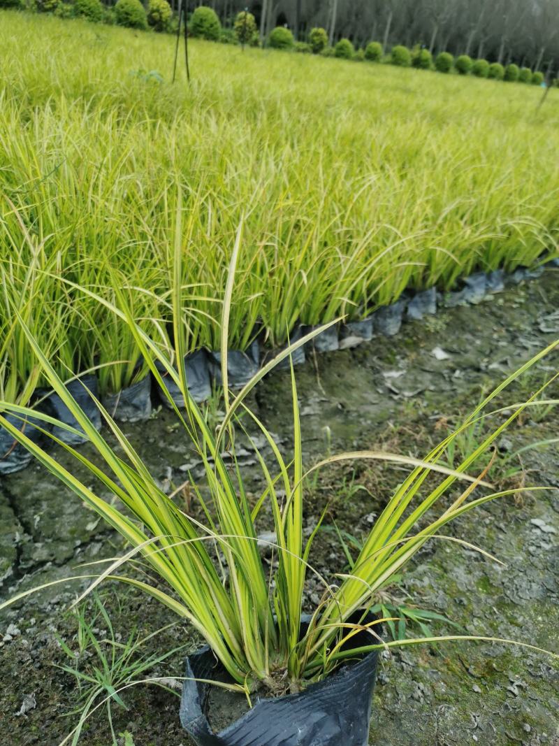 正宗金叶石菖蒲基地，金叶石菖蒲小杯和大杯，地苗量大