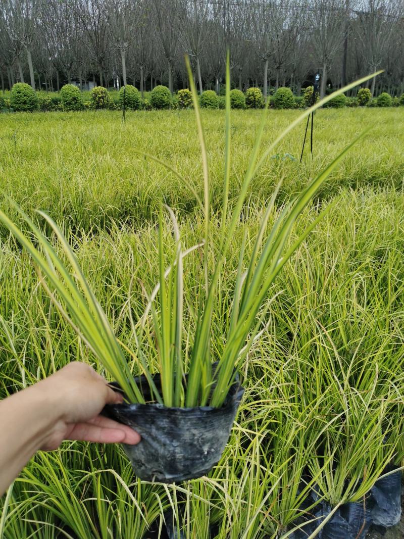 正宗金叶石菖蒲基地，金叶石菖蒲小杯和大杯，地苗量大