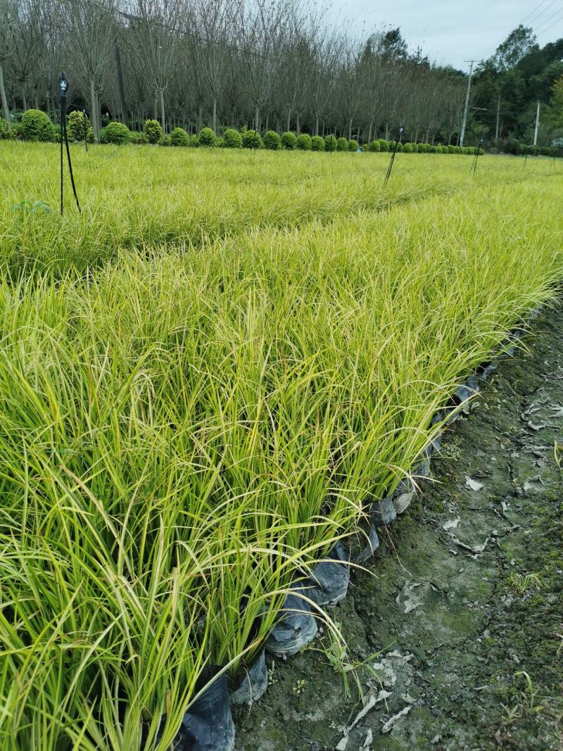 正宗金叶石菖蒲基地，金叶石菖蒲小杯和大杯，地苗量大