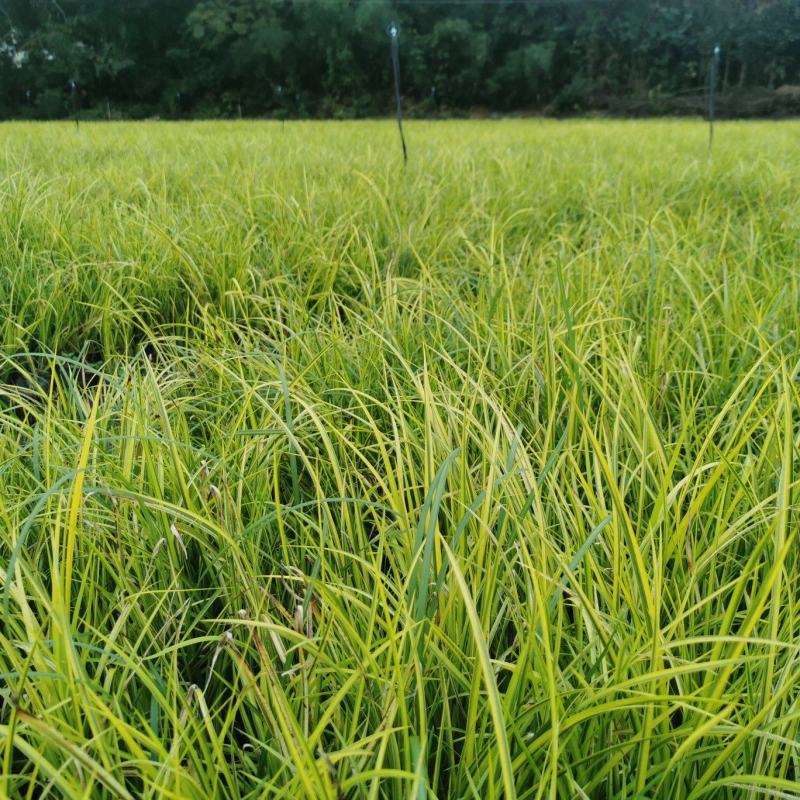 正宗金叶石菖蒲基地，金叶石菖蒲小杯和大杯，地苗量大