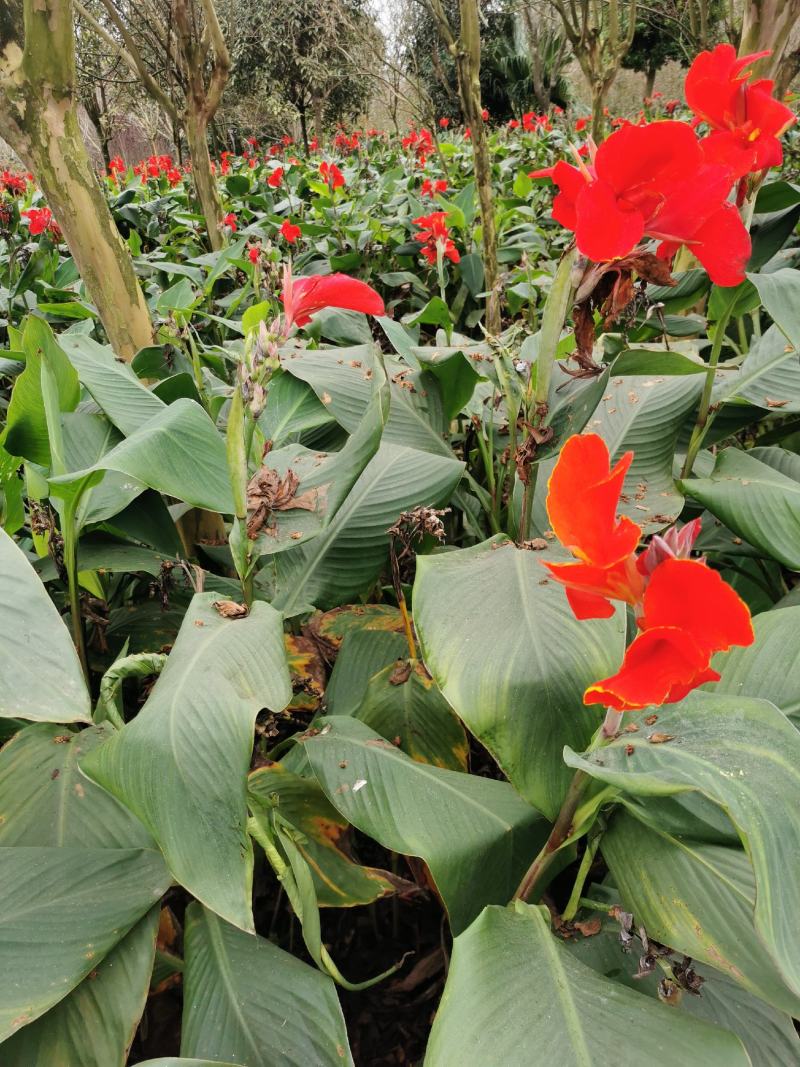美人蕉基地，美人蕉价格，各种美人蕉产地供应，杯苗地苗