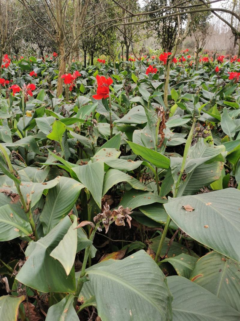 美人蕉基地，美人蕉价格，各种美人蕉产地供应，杯苗地苗