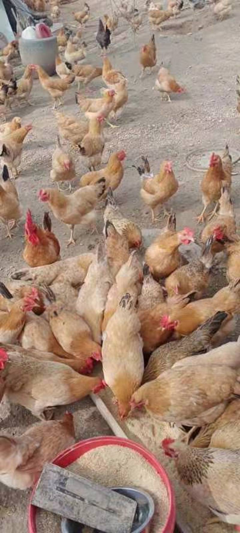 土母鸡，现大量出售散养黄油土鸡，产区一手货源