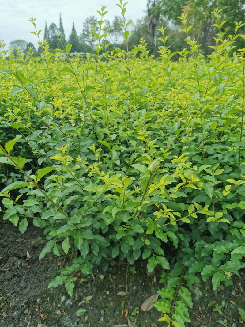 金禾女贞基地，金禾女贞地苗和杯苗出售，海量供应，规格很多