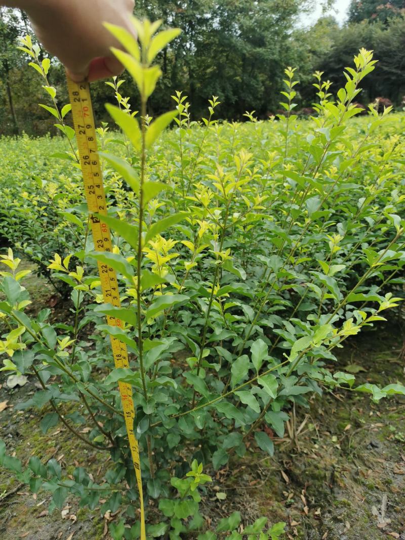 金禾女贞基地，金禾女贞地苗和杯苗出售，海量供应，规格很多
