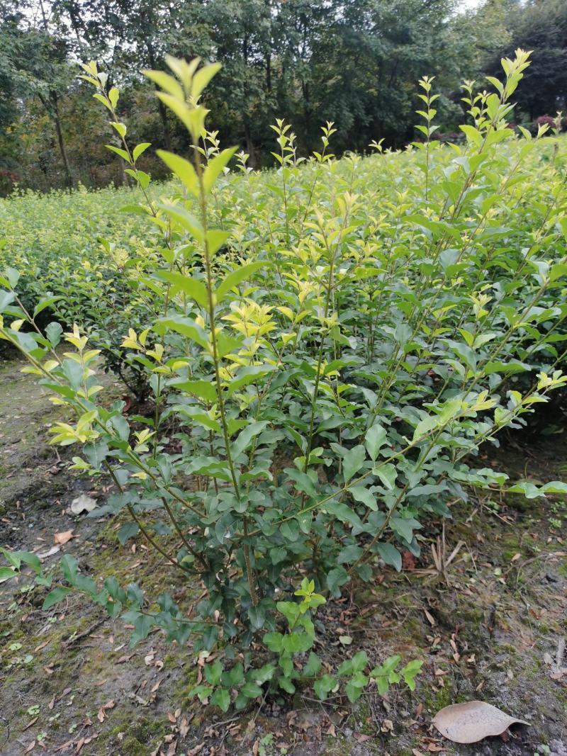 金禾女贞基地，金禾女贞地苗和杯苗出售，海量供应，规格很多