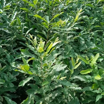 基地直供麻栎苗，橡碗树苗，橡树苗，栎树苗，青冈苗