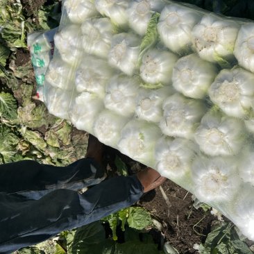 山东精品黄心娃娃菜大量上市无虫眼无烧心规格齐全