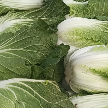 精品大白菜，保质保量！
