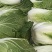 精品大白菜，保质保量！