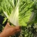 【精选白菜】大白菜大量上市山东菏泽直发全国市场来电优惠