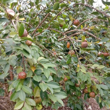 老品种山茶果