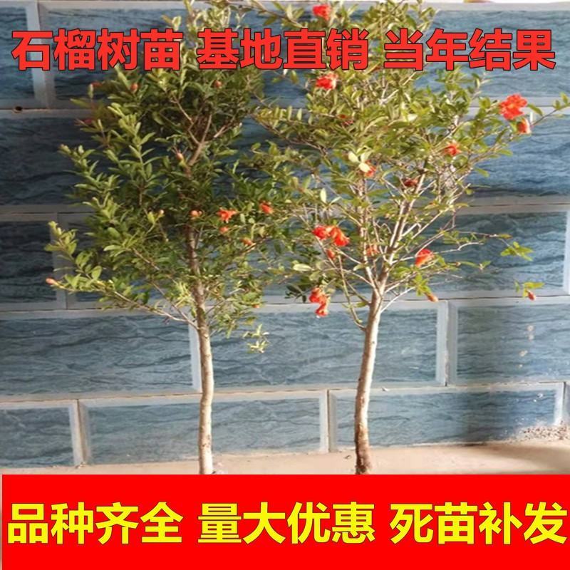 石榴苗，软籽石榴苗，中农红软籽石榴苗，自家苗圃培育。