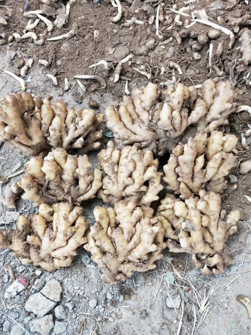 《精品小黄姜》产地直供*货源充足*品质保证*代发全国各商
