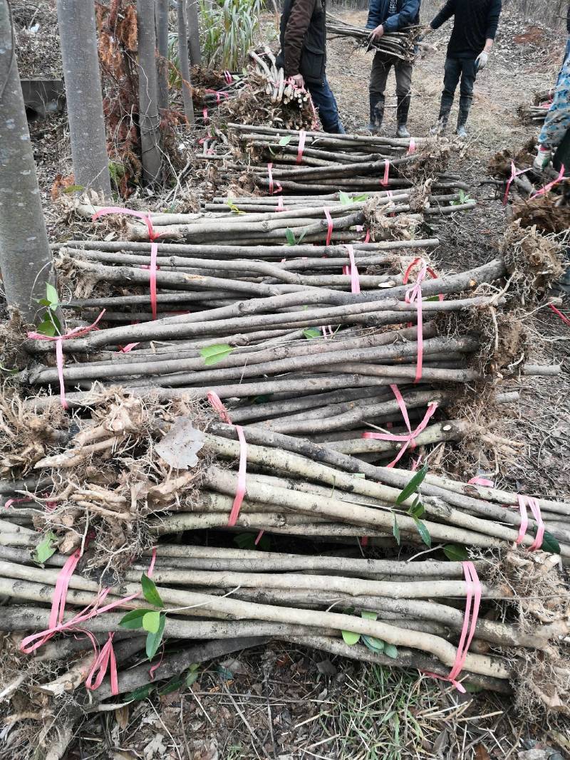 10-12占地桂花征收赔款垃圾桂花荒田栽种桂花