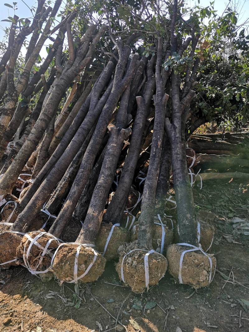 10-12占地桂花征收赔款垃圾桂花荒田栽种桂花