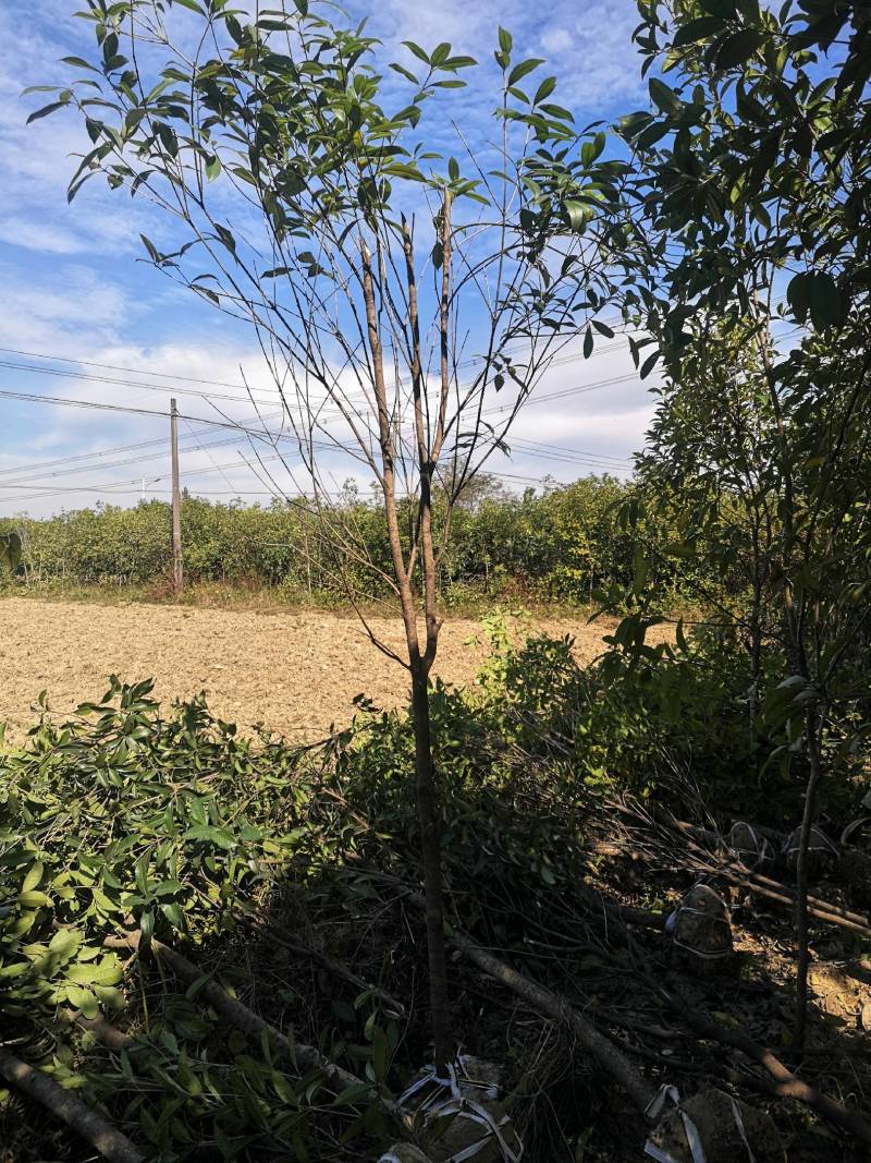 10-12占地桂花征收赔款垃圾桂花荒田栽种桂花