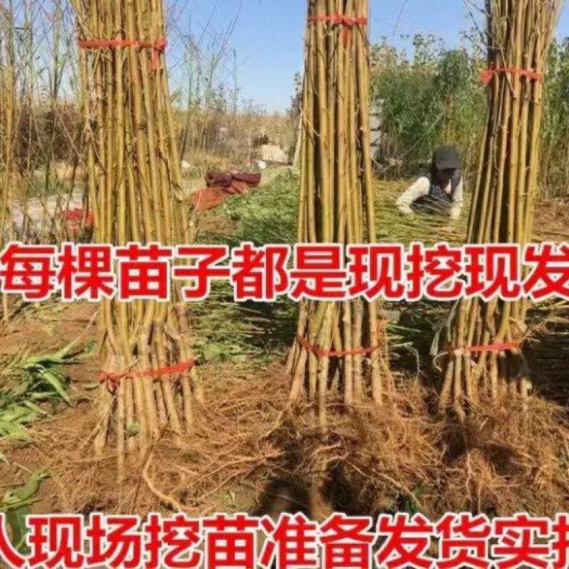 桃树苗。桃苗，河南桃树苗，中桃22号桃树苗，自家苗圃培育
