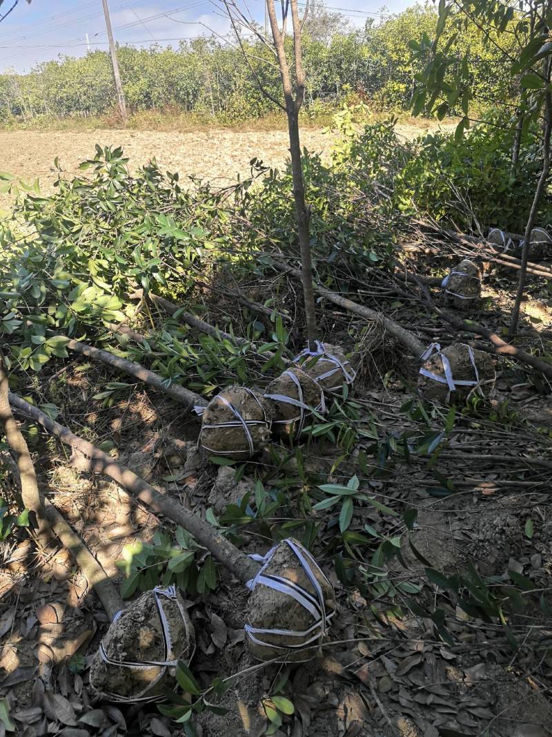 10-12占地桂花征收赔款垃圾桂花荒田栽种桂花