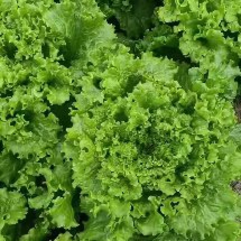 山东寿光精品生菜，大量上市，质量保证，货发全国，商超品