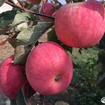 小国光苹果，酸甜口辽宁苹果可视频欢迎咨询
