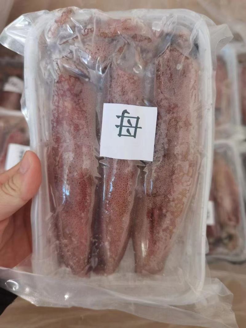 福建东山岛本地小管鱿鱼
